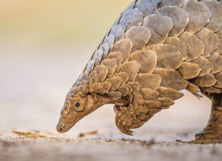 O nouă specie de pangolin, cea mai veche din Europa, a fost descoperită în România: „Smutsia olteniensis”