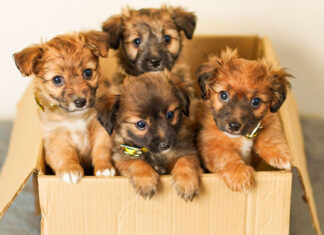 O femeie din Râmnicu Vâlcea, amendată cu 3.000 de lei pentru că a abandonat 5 cățeluși