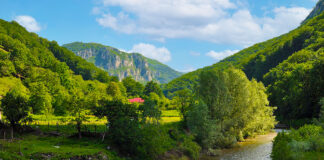 Raport privind fondul forestier : tăieri masive de copaci în ariile protejate Natura 2000