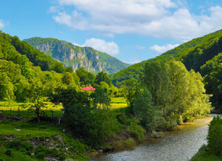 Raport privind fondul forestier : tăieri masive de copaci în ariile protejate Natura 2000